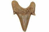 Fossil Shark Tooth (Otodus) - Morocco #211879-1